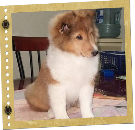 chiot Berger de Shetland