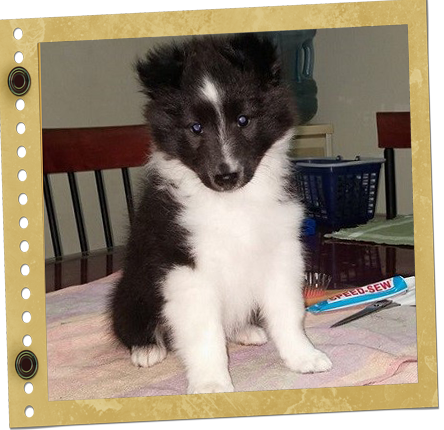 chiot Shetland