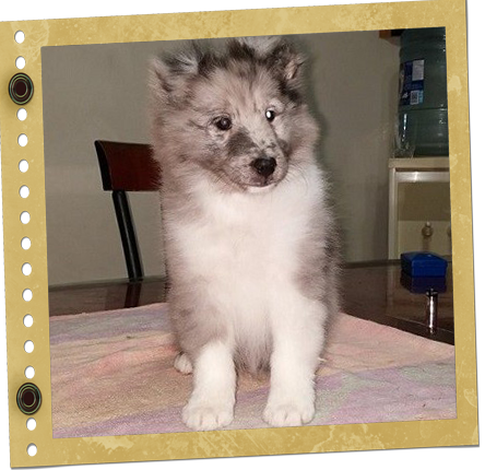 chiot Berger de Shetland