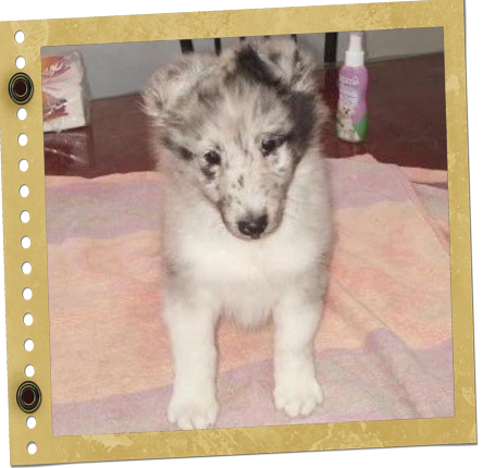 chiot berger de Shetland