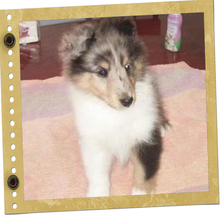 chiot Shetland