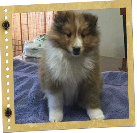 chiot Berger de Shetland