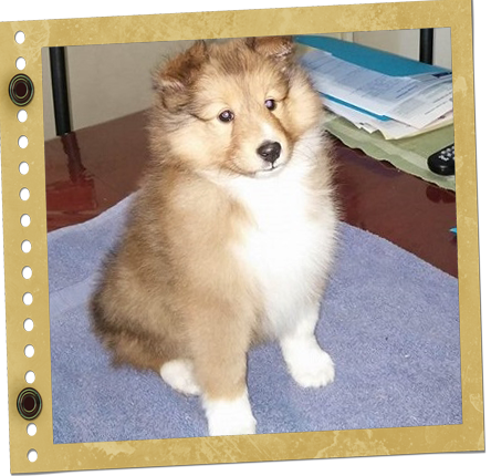 chiot berger de Shetland