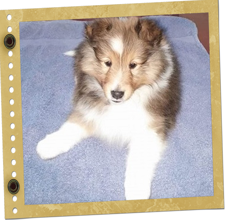chiot Shetland