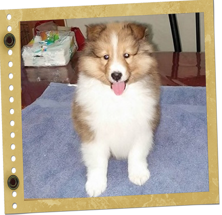 chiot Shetland