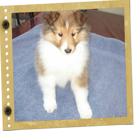 chiot Shetland