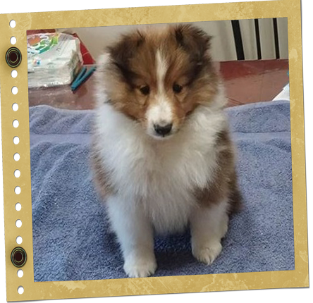 chiot Shetland