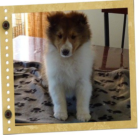 chiot Shetland
