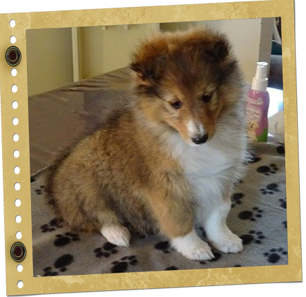 chiot berger de Shetland