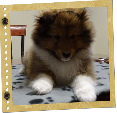 chiot berger de Shetland