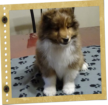 chiot Berger de Shetland