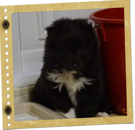 chiot Berger de Shetland