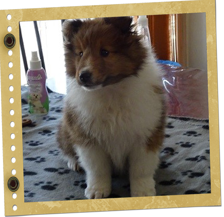 chiot Shetland