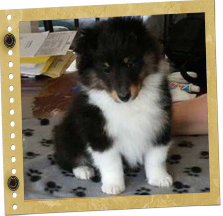 chiot Shetland