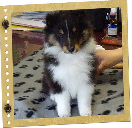 chiot Shetland