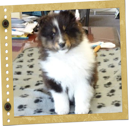 chiot Berger de Shetland