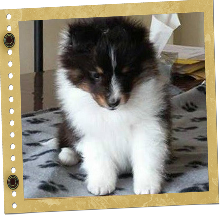 chiot berger de Shetland