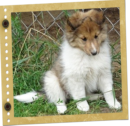 chiot Berger de Shetland
