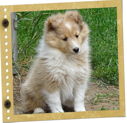 chiot Berger de Shetland