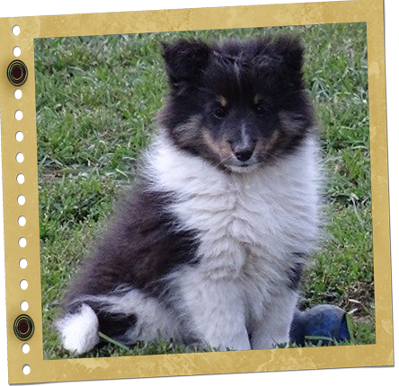 chiot Berger de Shetland