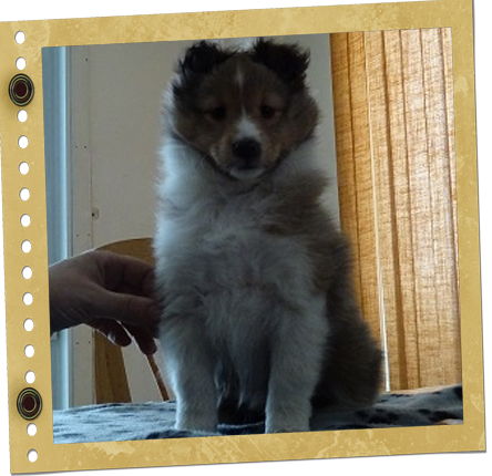 chiot Berger de Shetland