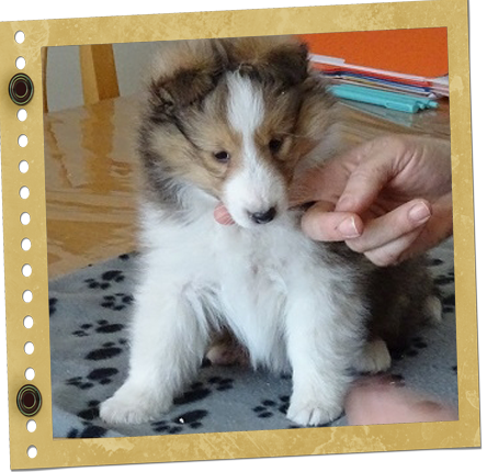 chiot Berger de Shetland