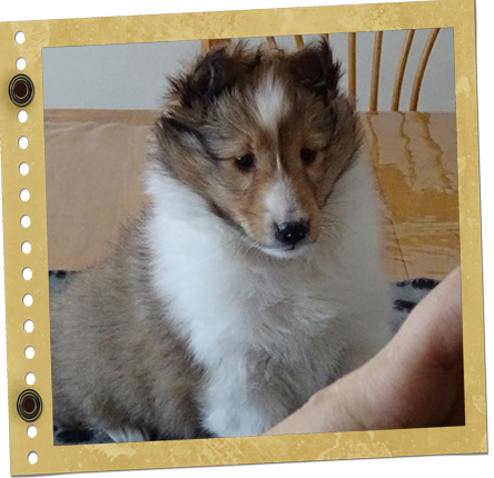 chiot Berger de Shetland