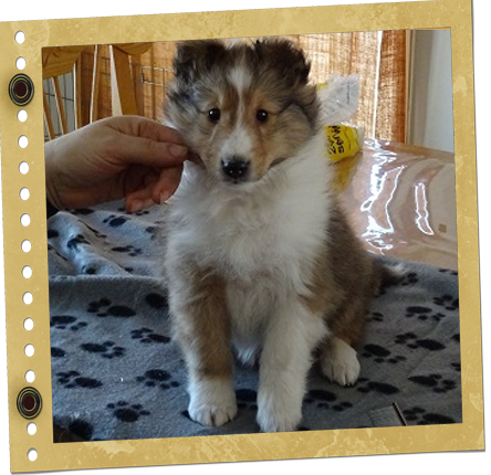 chiot Berger de Shetland