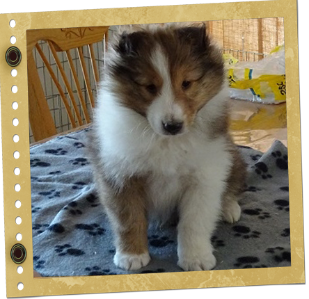 chiot Berger de Shetland