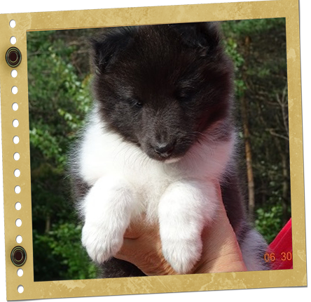 chiot berger de Shetland