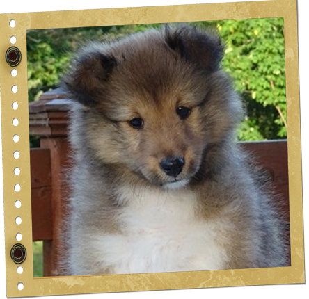 chiot Shetland