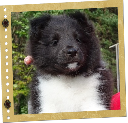 chiot Berger de Shetland