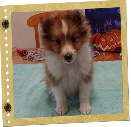 chiot Berger de Shetland