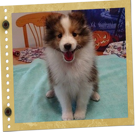 chiot Berger de Shetland