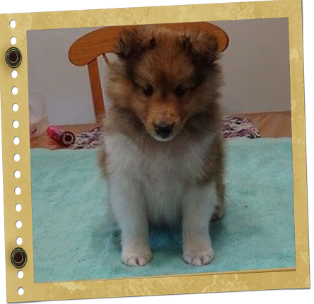 chiot Berger de Shetland