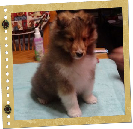 chiot Berger de Shetland