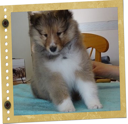 chiot Berger de Shetland
