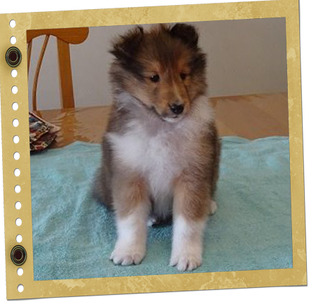 chiot Berger de Shetland