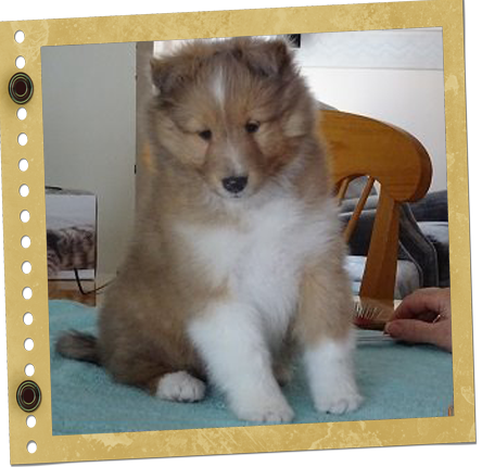 chiot Berger de Shetland