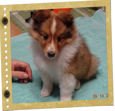 chiot Shetland