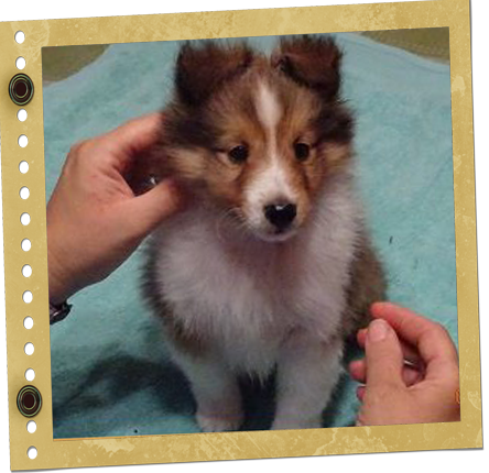 chiot Berger de Shetland