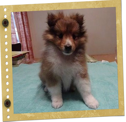 chiot berger de Shetland