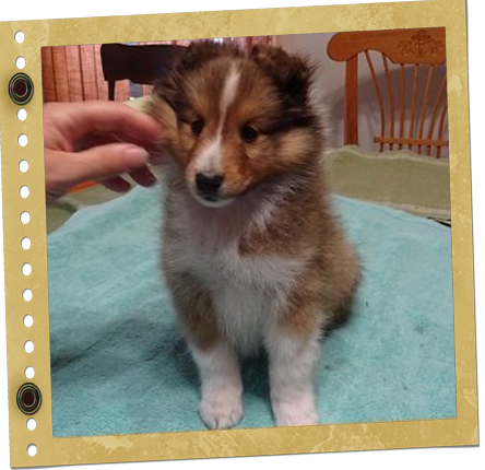 chiot Shetland