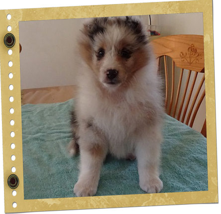 chiot Shetland
