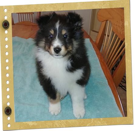 chiot berger de Shetland