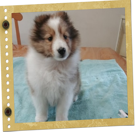 chiot Berger de Shetland