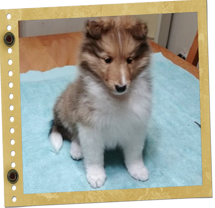 chiot berger de Shetland