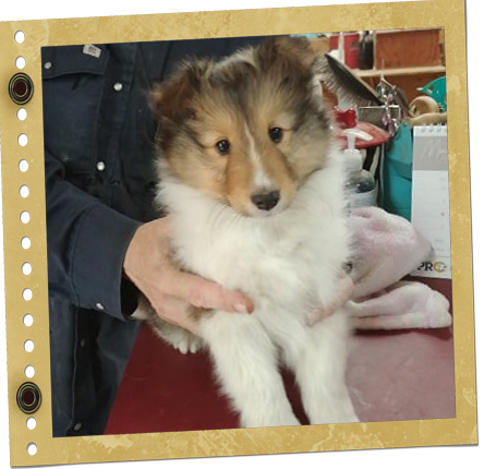 chiot Shetland