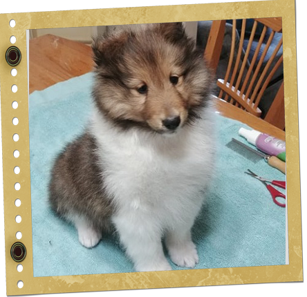 chiot Shetland