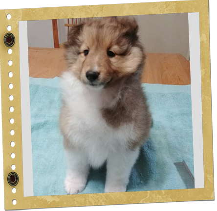 chiot Shetland